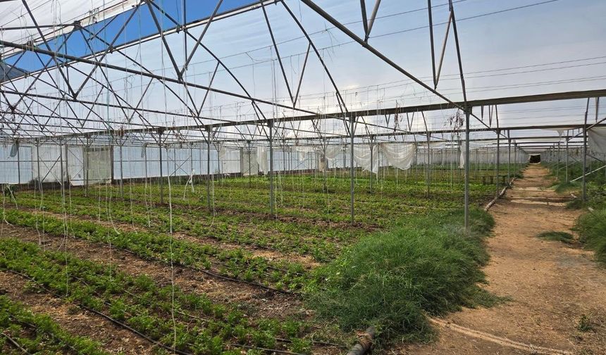 TKDK Desteğiyle Erzincan'da Tıbbi ve Aromatik Bitki Üretimine Güçlü Yatırım