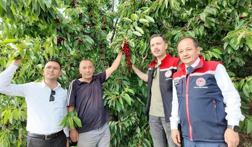 1650 Rakımda Kiraz Hasadı: Yüksek Rakımlı Üretim Yerinde İncelendi