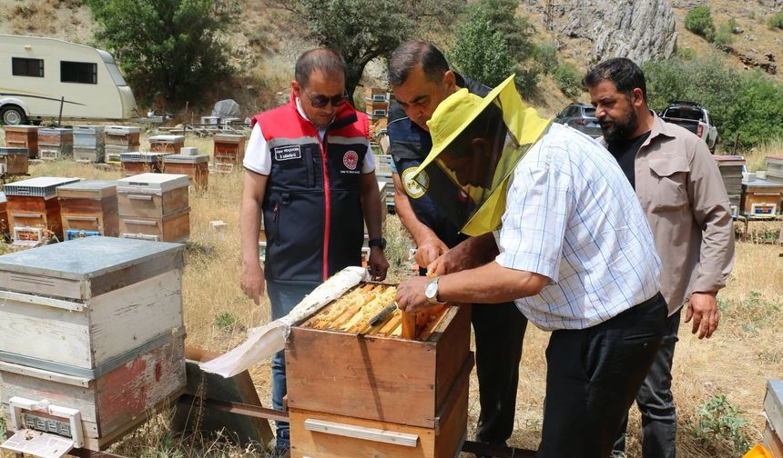 Erzincan’da Bal Hasadı Başladı: Hedef 1.500 Ton Rekolte