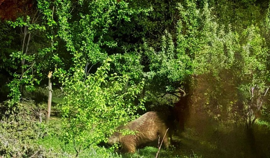 Duvarı Yıkıp Bahçeye Giren Boz Ayı Erzincan'da Görüntülendi!