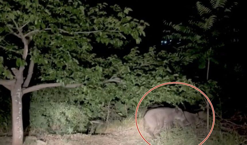 Erzincan'da Domuz Sürüsü Köye İndi