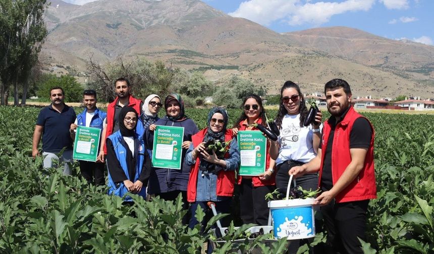 Erzincanlı Gönüllü Gençler Patlıcan Hasadında Ter Döktü