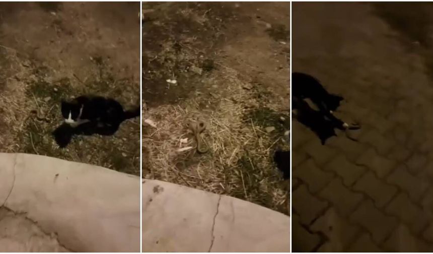 Kemah’ta Minik Kedi, Engerek Yılanına Geçit Vermedi! (VİDEO)