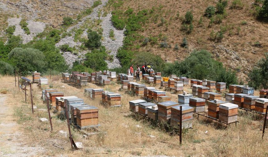 Erzincan’da Arıcılık Desteği Başvuruları İçin Son Tarih 6 Kasım!