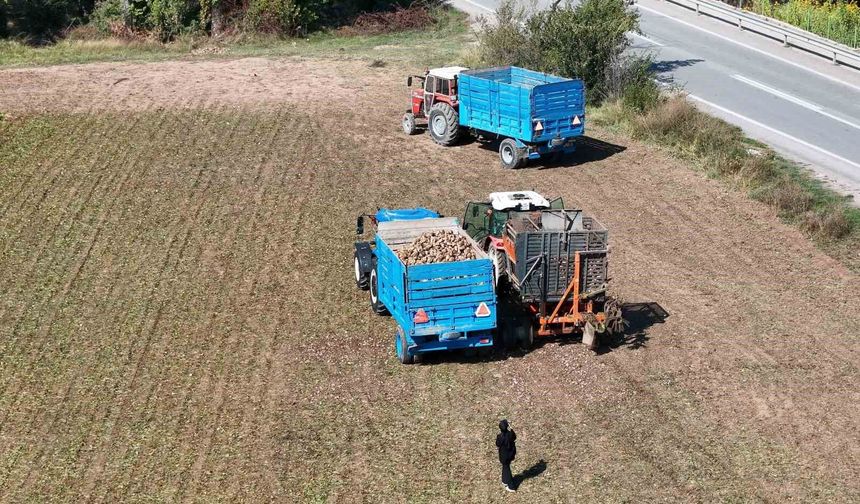 Erzincan'da şeker pancarı hasadı başladı