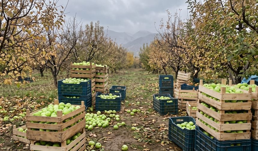 Elma Dalda Kaldı: Erzincanlı Üreticiler Çözüm Bekliyor