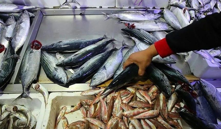 Ekim 2026 Güncel Balık Fiyatları: Hamsi, Palamut, İstavrit Kilogram Fiyatı Ne Kadar?