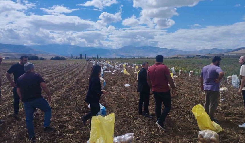 Tercan'da patates hasadı başladı