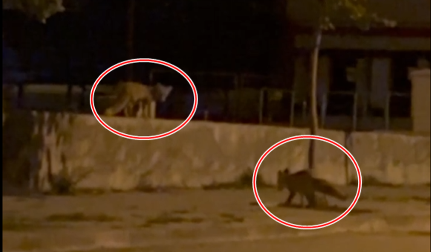 Erzincan’da Şaşırtan Görüntü: İki Tilki Şehir Merkezinde Yiyecek Aradı (VİDEO)
