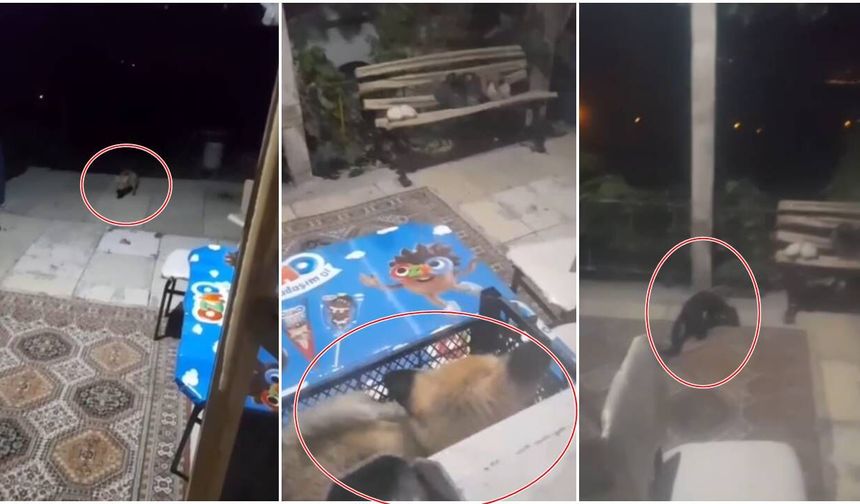 Erzincanlı vatandaş  evine gelen tilki ve sansarı elleriyle besliyor (VİDEO)
