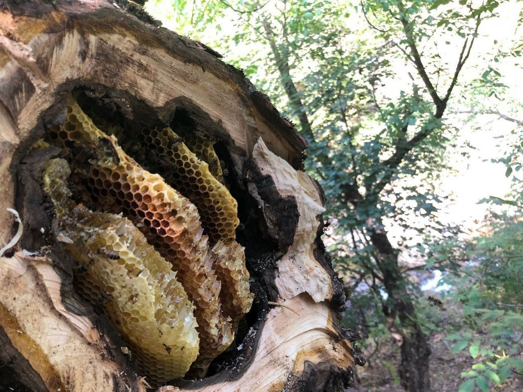 Bal avcıları iş başında