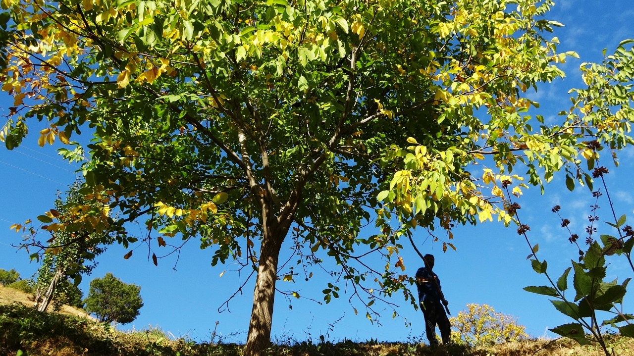 Dünyaca tanınmış Kemah Cevizi 32 bin ağaçla ekonomiye can oluyor (2)_1280x719