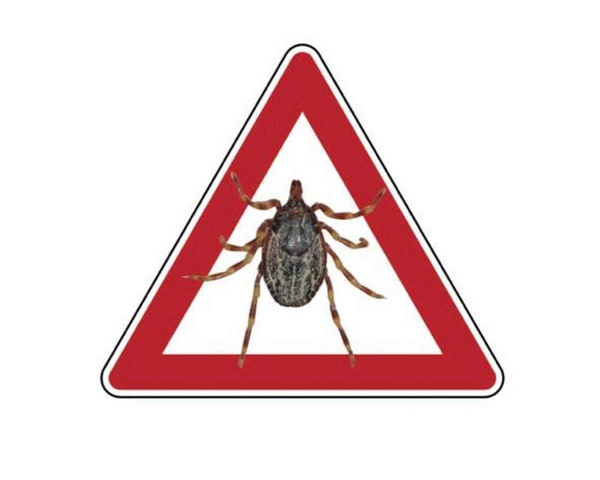 Kene Tedbir_1200x960