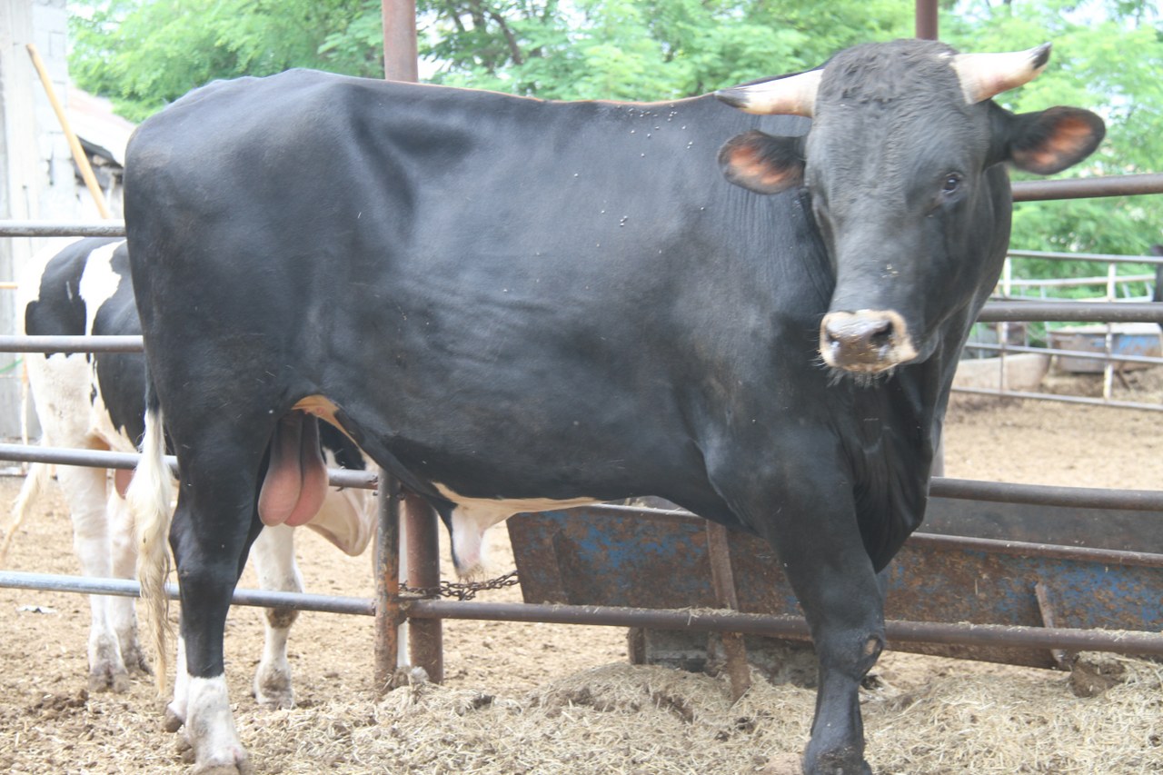  1,3 tonluk  kurbanlık Toro görücü bekliyor (1)_1280x853