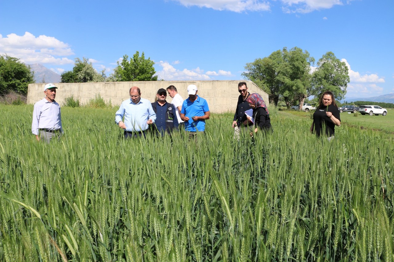 Erzincan buğday üreticisi bu sezon mutlu (2)_1280x853