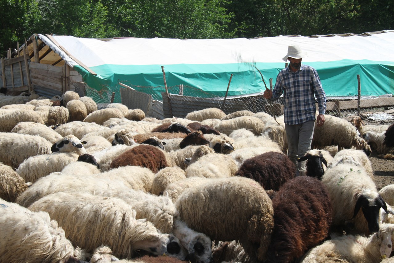 Erzincan'da kurtlar  sürüye saldırdı, 20 koyunu telef etti (1)_1280x853