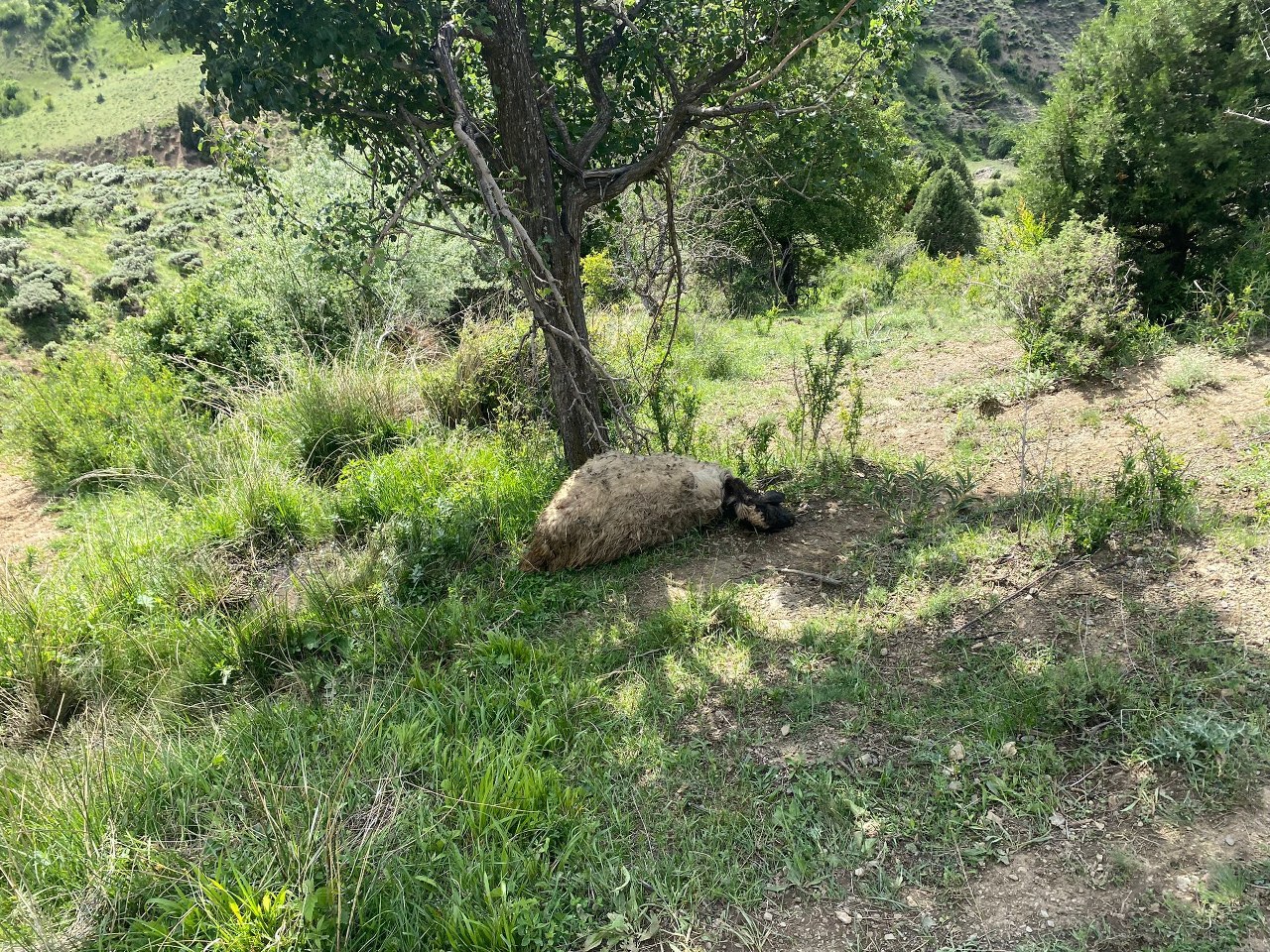 Erzincan'da kurtlar  sürüye saldırdı, 20 koyunu telef etti (2)_1280x960