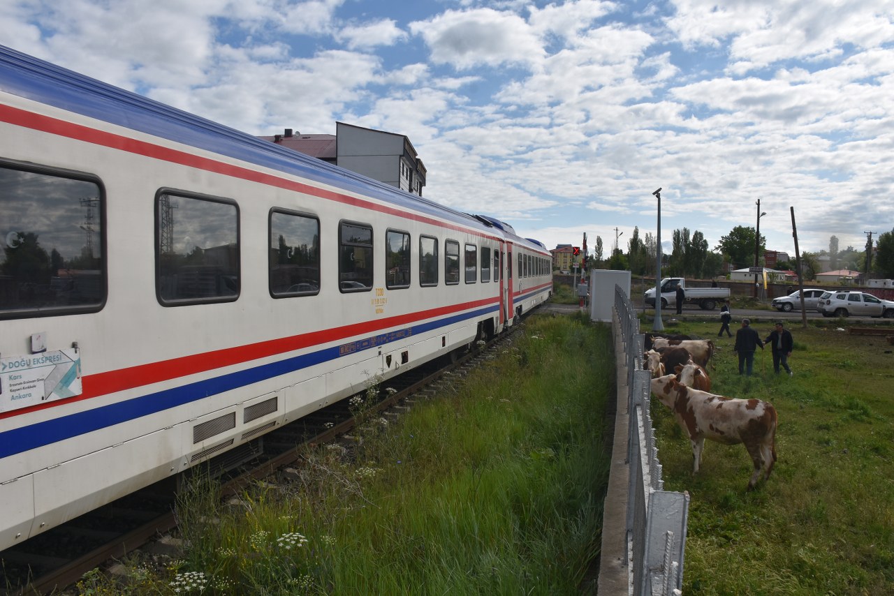 Kurbanlıkların tren raylarında tehlikeli pazar yolculuğu (1)_1280x854