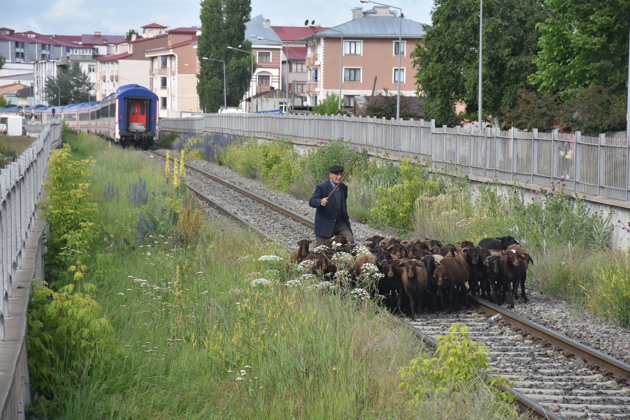 Kurbanlıkların tren raylarında tehlikeli pazar yolculuğu (3)_1280x854