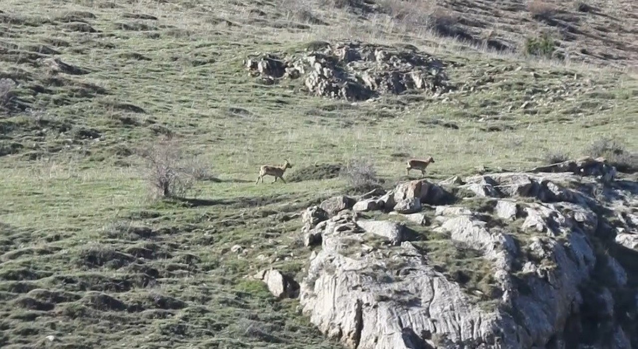 Dağ keçilerini takip eden boz ayılar görüntülendi (1)_1280x701
