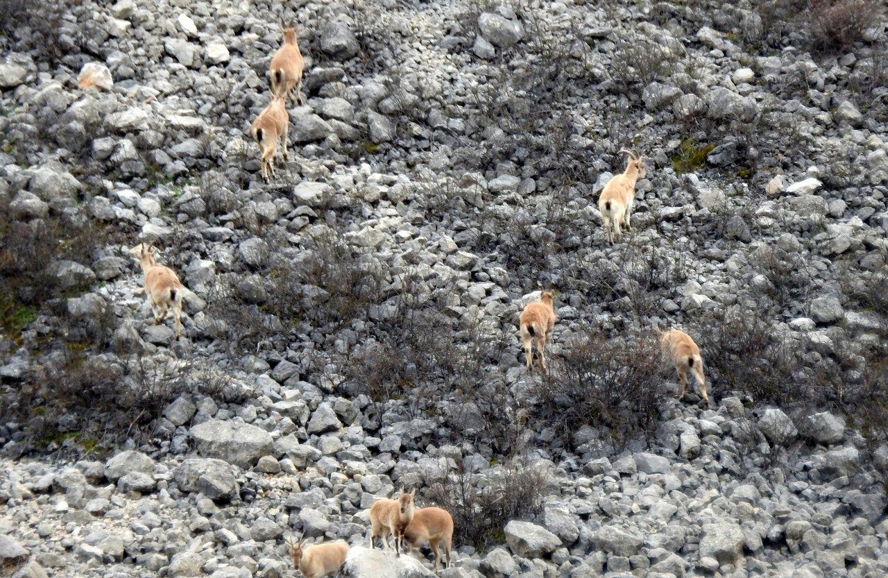 Munzur Dağlarında dağ keçileri özgürce dolanıyor (1)_1280x833