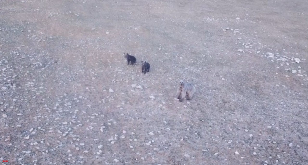 Anne ayı ve 2 yavrusu dron ile görüntülendi (1)_1280x684