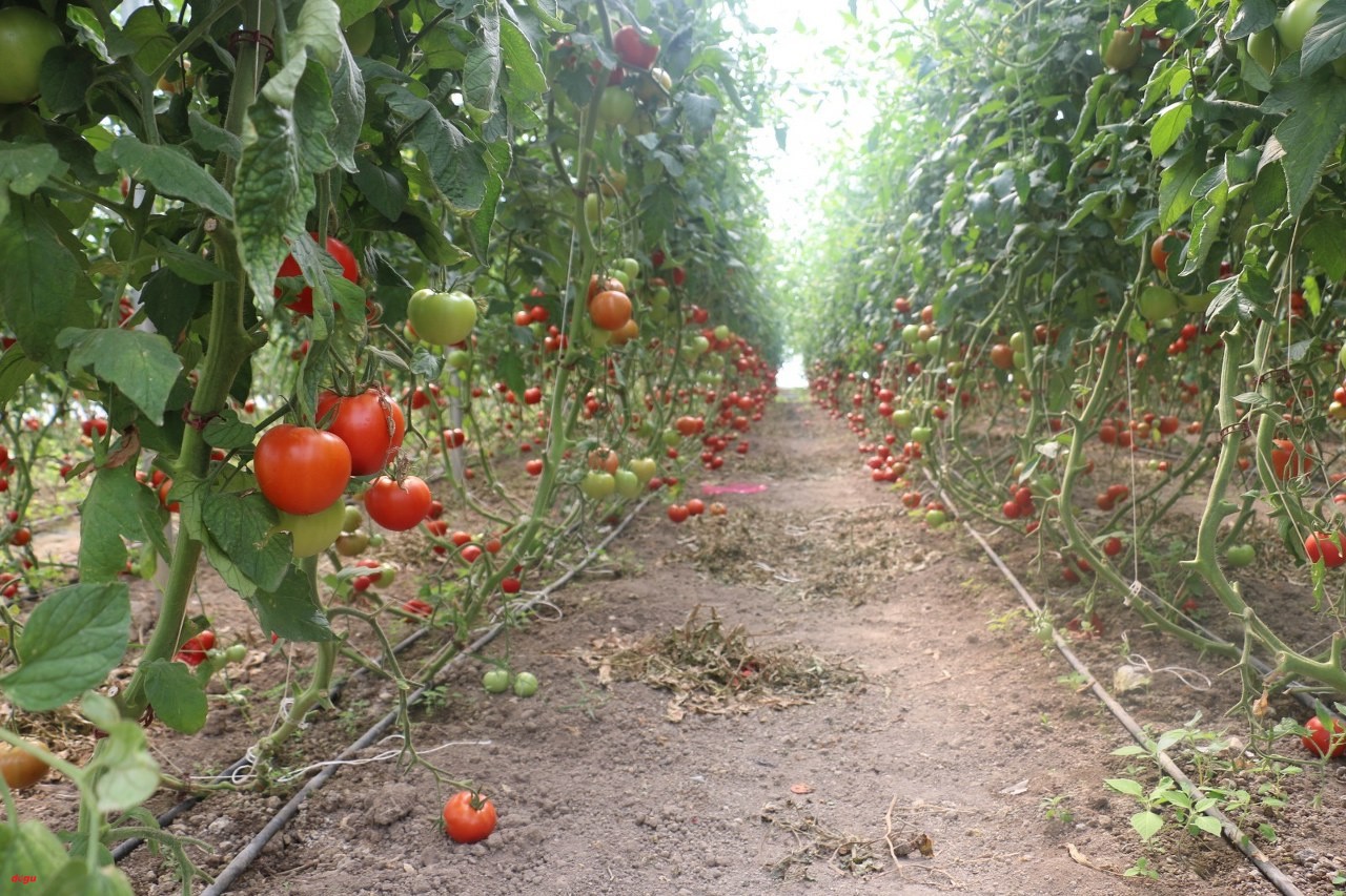Erzincan seralarında üretilen domates 16 Liradan alıcı buluyor (1)_1280x853