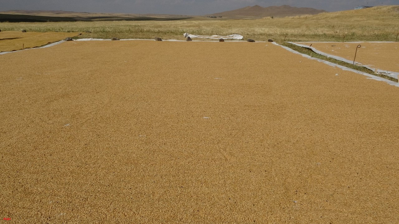 Erzincan'da buğdaylar gendime, bulgur ve un için hazırlanıyor (1)_1280x720