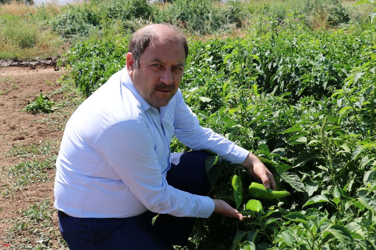 Erzincan’da Sanayi Tipi domates ve kapya biber yetiştiriciliği gelişiyor (2)_1280x853