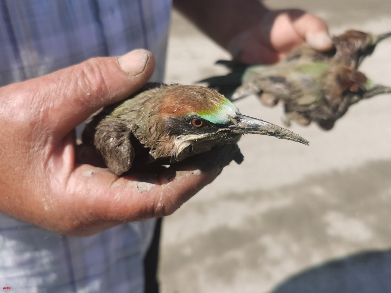 Erzincan'daki taşkında balçığa saplanan arı kuşları kurtarıldı (2)_1280x960