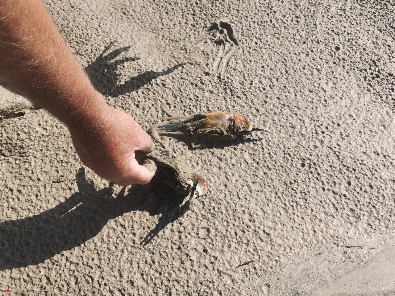 Erzincan'daki taşkında balçığa saplanan arı kuşları kurtarıldı (4)_1280x960