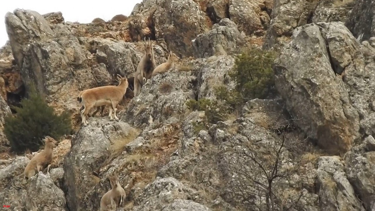  Munzur Dağlarının en narin süsleri yaban keçileri (2)_1280x721