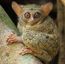 Tarsier