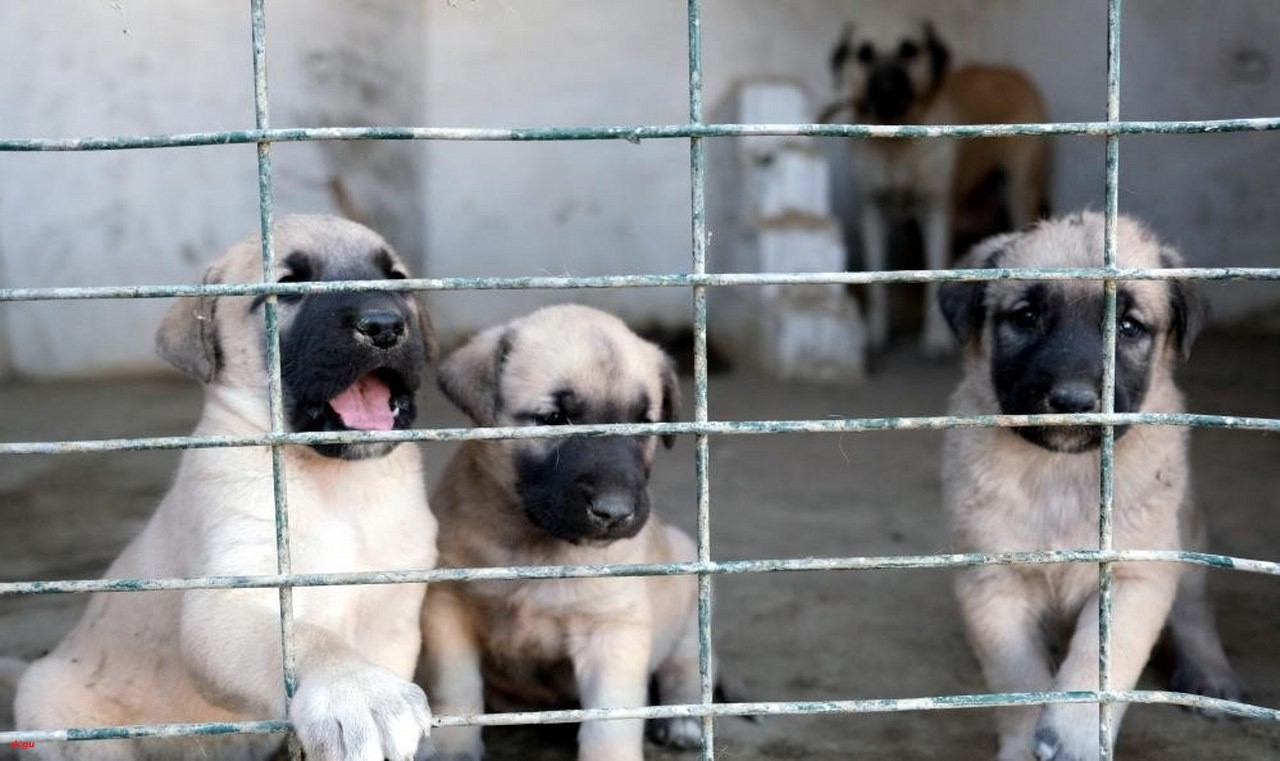 Erzincan'da yetiştirilen saf kan köpekleri Avrupa'dan talep patlaması (2)_1280x761