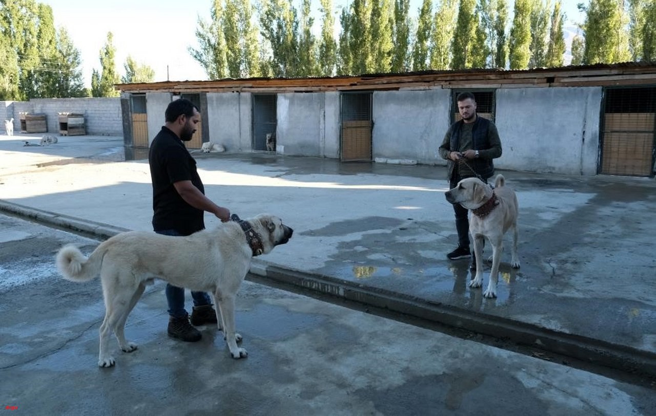 Erzincan'da yetiştirilen saf kan köpekleri Avrupa'dan talep patlaması (3)_1280x813