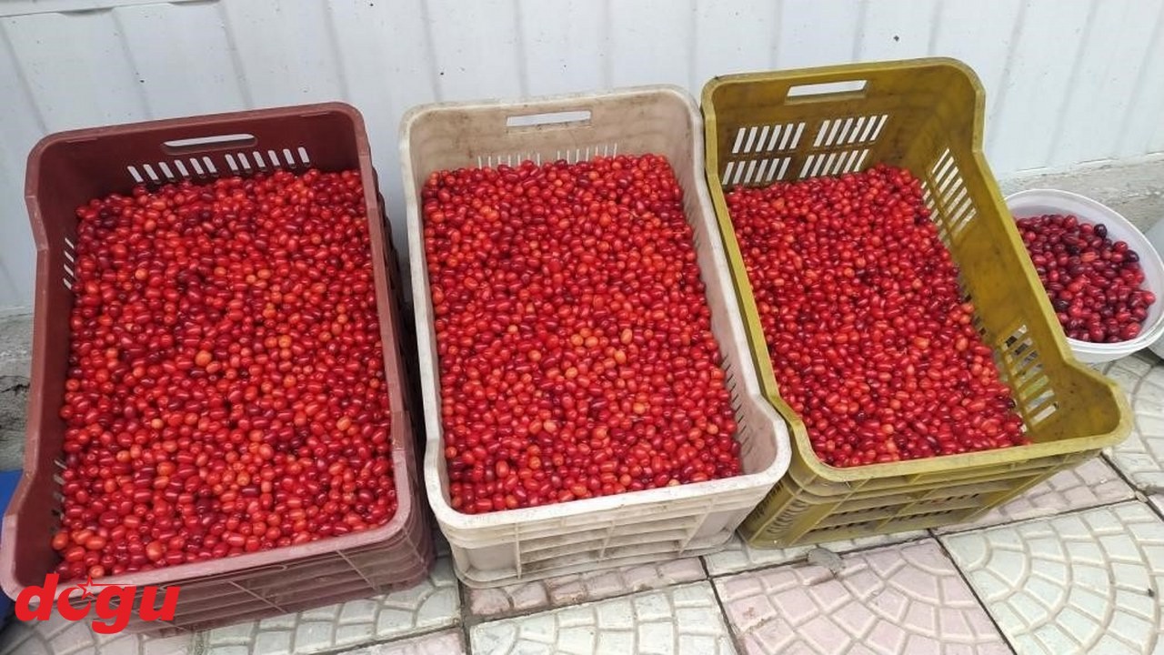 Doğal antibiyotik kızılcık 40 liran alıcı buluyor (2)_1280x720