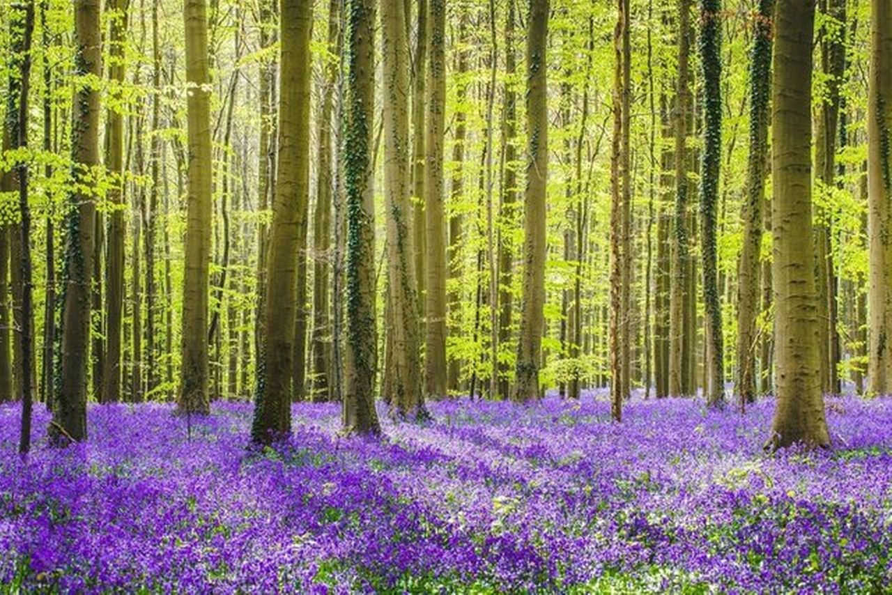 Hallerbos_1280x854