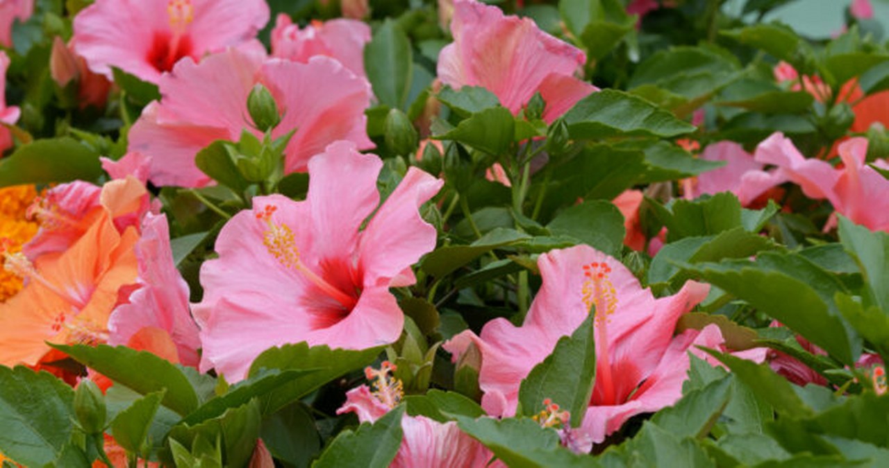 Japon (Çin) Gülü veya Hibiskus çiçeği bakımı (3)_1280x675