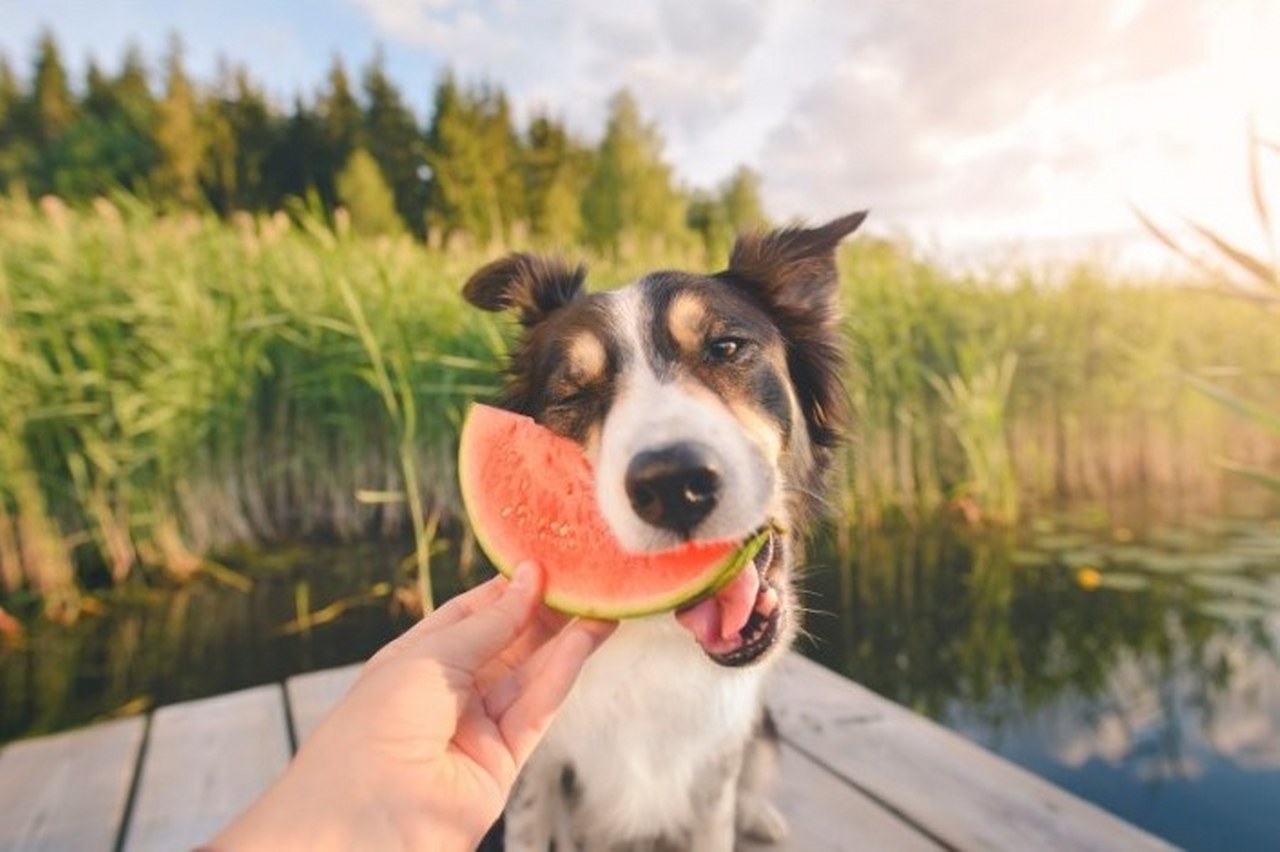 köpekler hangi meyveleri yiyebilir (1)_1280x852