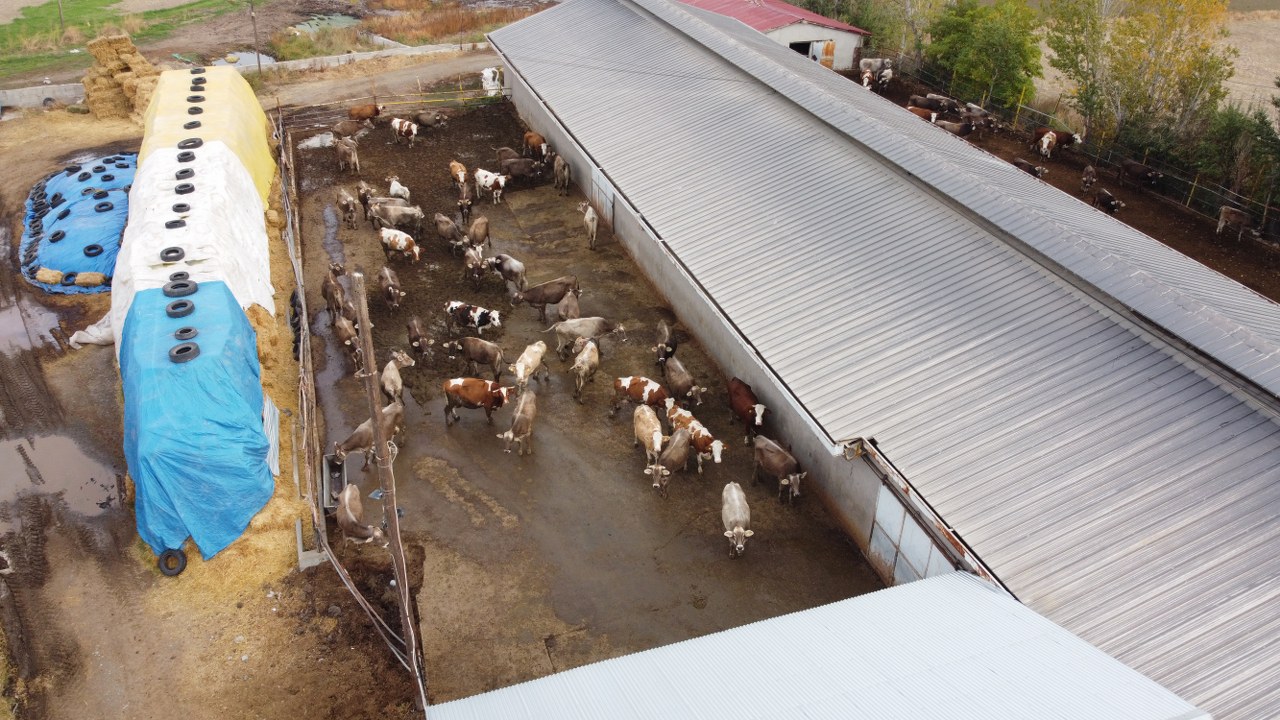 Telefonlarına gelen SMS ile tohumlama yapılıyor (1)_1280x720