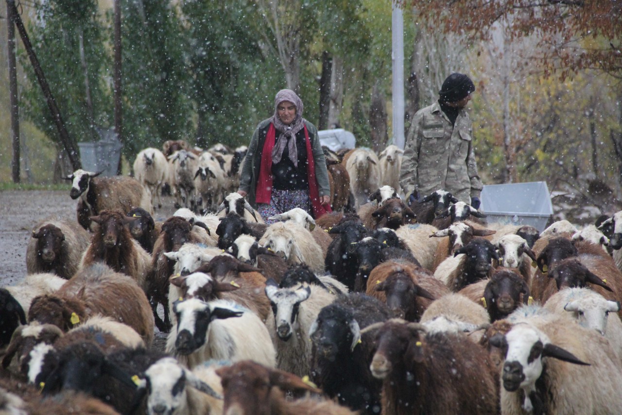 Destekle 100 koyun aldı her yıl katlayarak gidiyor (1)_1280x853