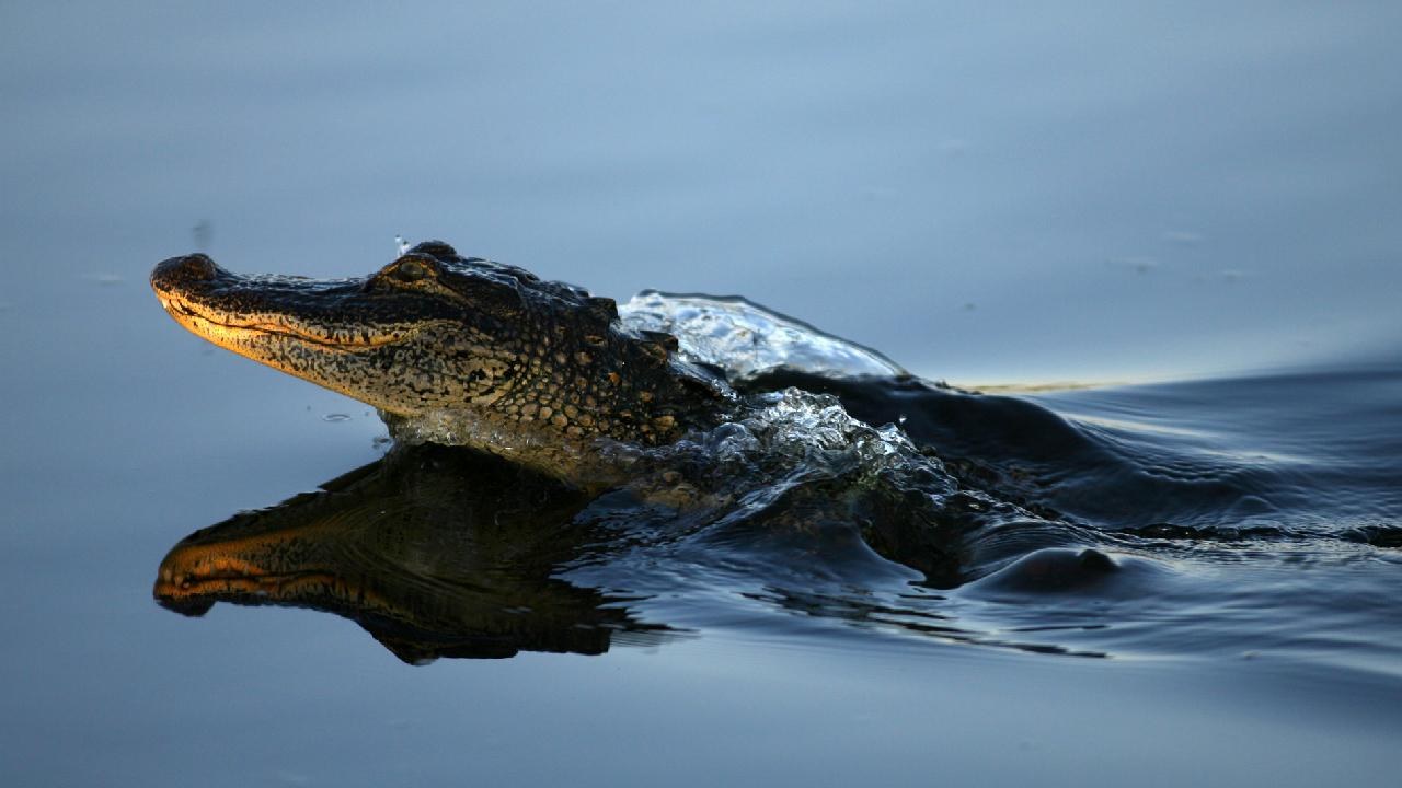 Musky Caiman Timsahı 1280X720