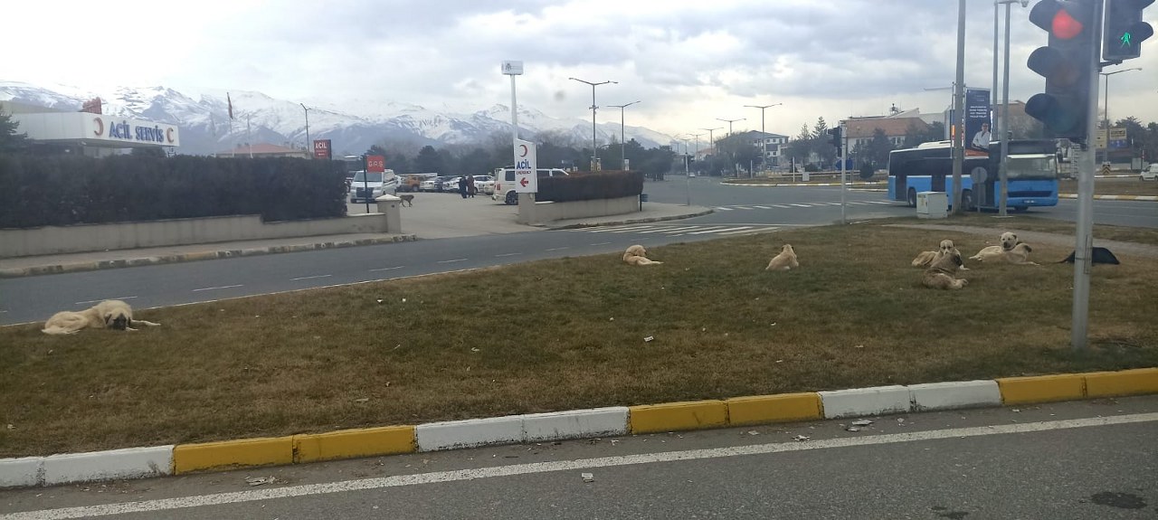 Sokak Köpekleri Sorunu (2) 1280X575