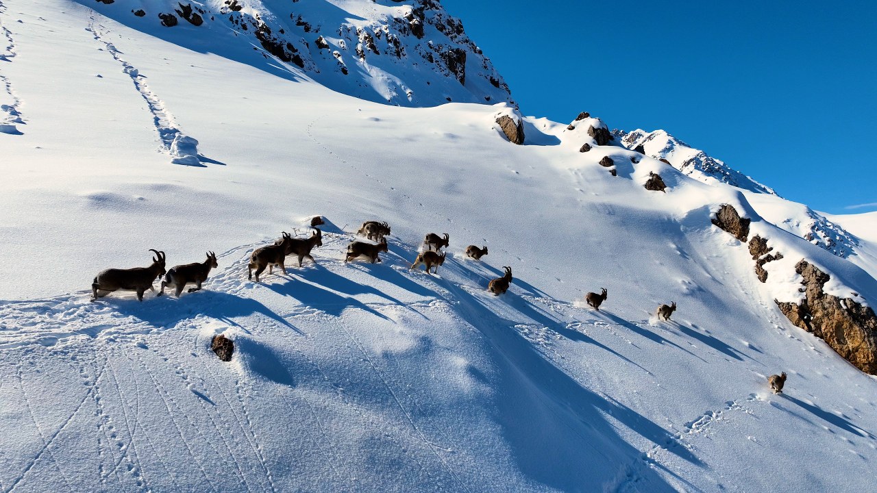 Göç Yoluna Koyulan Dağ Keçileri Dron Ile Görüntülendi (2) 1280X720