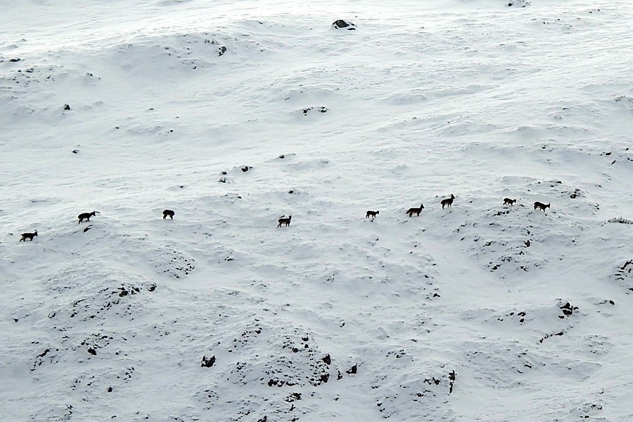 Munzur Dağlarının Nazar Boncuğu Dağ Keçileri Sürüler Halında Göründü (1) 1280X853