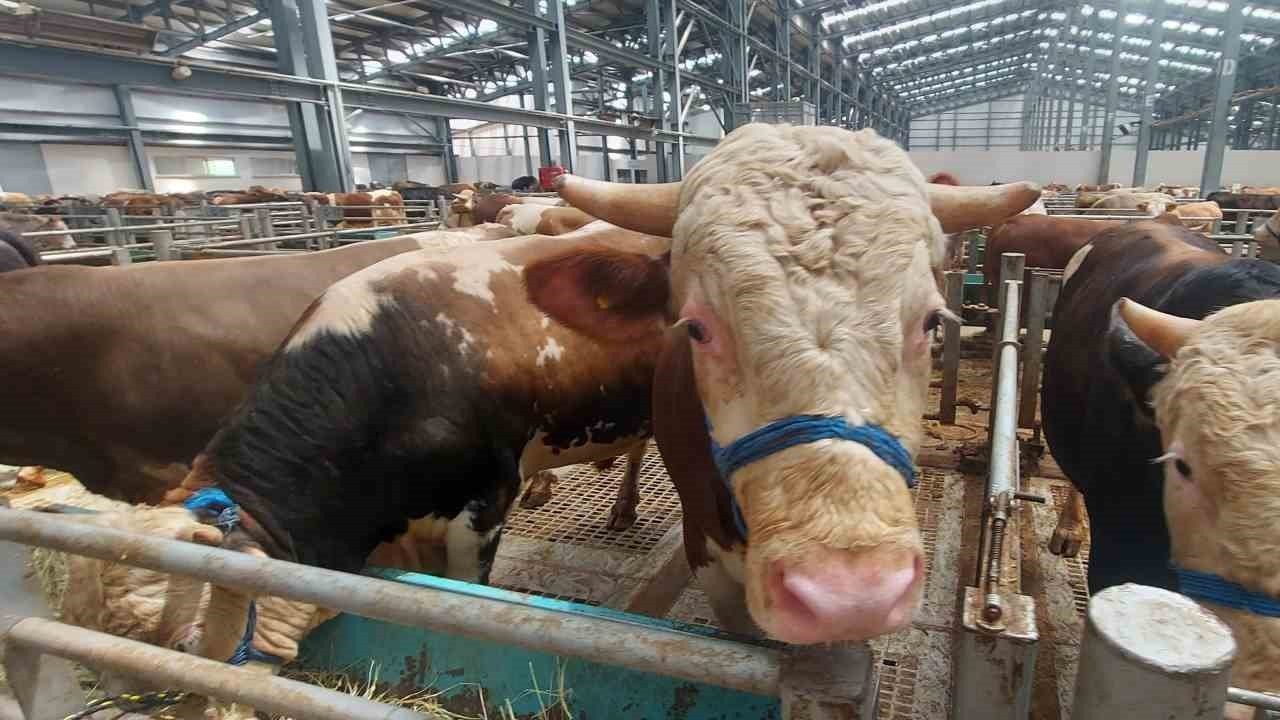 Erzincan’da Kurban Pazarında Hareketlilik Başladı