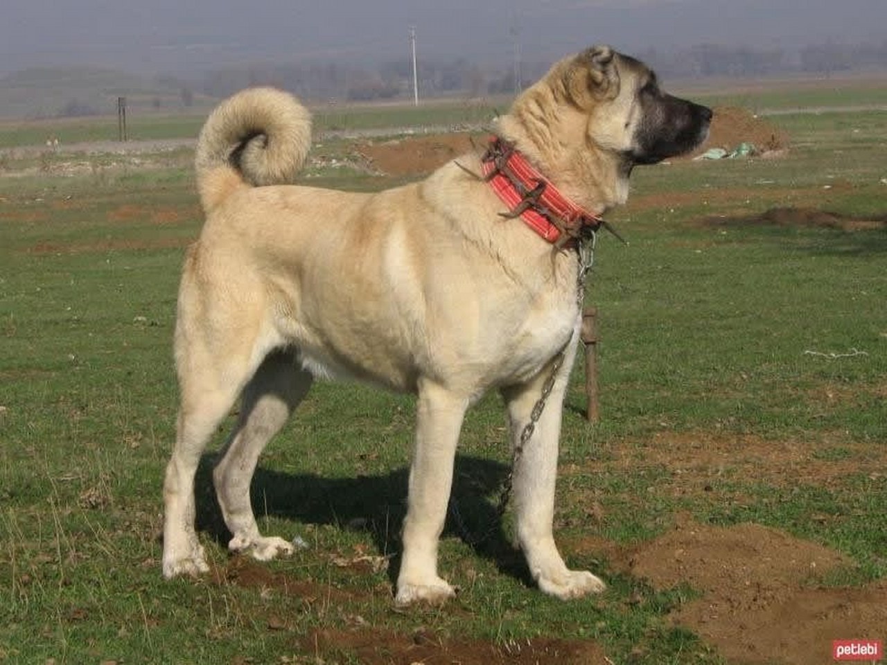 Kangal Kopegi 009 1280X960