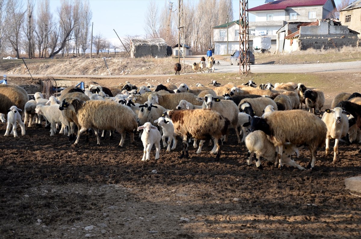 Küçükbaş hayvancılık