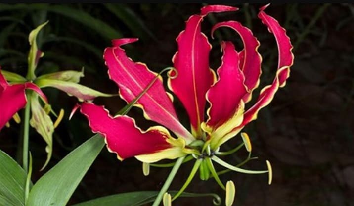 Shenzhen Nongke Orkidesi