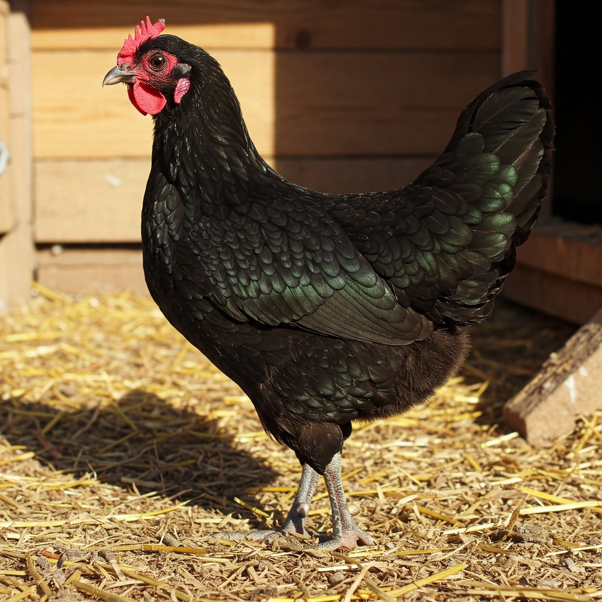 Australorp Tavuğu